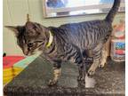 Adopt Kelsey a Brown Tabby Domestic Shorthair / Mixed (short coat) cat in