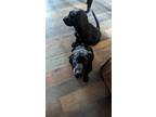 Adopt Lab pups (3 females) a Black Labrador Retriever / Bull Terrier / Mixed dog