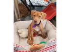 Adopt Nala a Red/Golden/Orange/Chestnut - with White Catahoula Leopard Dog /
