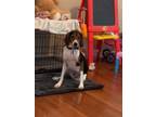 Adopt Raleigh a Black - with Brown, Red, Golden, Orange or Chestnut Beagle /