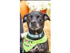 Adopt Freda a American Staffordshire Terrier / Boxer / Mixed dog in Raleigh