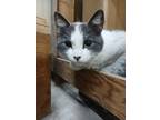 Adopt Mother and Four Kittens a Gray or Blue (Mostly) Domestic Mediumhair /