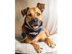 Adopt Angus a Black Mouth Cur / Hound (Unknown Type) / Mixed dog in Ft.