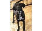 Adopt Sadie ~ meet me! a Black - with White Labrador Retriever / Pointer / Mixed