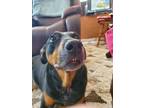 Adopt Lucy a Black - with Tan, Yellow or Fawn Mutt / Mixed dog in Clackamas