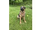 Adopt Bear a German Shepherd Dog dog in Cortland, NY (41381470)