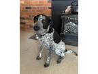 Adopt Astrid a White - with Black Australian Kelpie / Australian Cattle Dog /