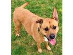 Adopt Lucy - Adoption Sponsored! a Brindle - with White Sheltie