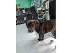 Adopt william a Brindle - with White Black Mouth Cur / American Staffordshire