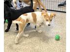 Adopt Magnolia a Tan/Yellow/Fawn Mixed Breed (Small) / Mixed Breed (Medium) /
