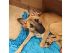 Adopt Bambi Jane a Tan/Yellow/Fawn Belgian Malinois / Mixed dog in Port
