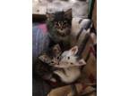 Adopt 5 kittens URGENT a Domestic Shorthair / Mixed (short coat) cat in