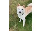 Adopt Dahlia a Shiba Inu / Mixed dog in Wausau, WI (39972418)