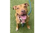 Adopt Carmen a Brown/Chocolate American Pit Bull Terrier / Mixed Breed (Medium)
