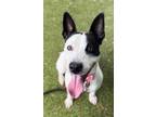 Adopt Sebastian a White Terrier (Unknown Type, Medium) / Carolina Dog / Mixed
