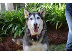 Adopt Sheba a Black Alaskan Malamute / Mixed Breed (Medium) / Mixed (short coat)