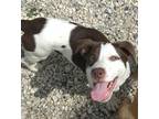 Adopt Aurora a White Mixed Breed (Small) / Mixed Breed (Medium) / Mixed (short