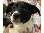 Adopt Eden a White Mixed Breed (Small) / Mixed Breed (Medium) / Mixed (short