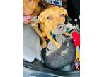 Adopt Bone Jovi a Brown/Chocolate Rhodesian Ridgeback / Mixed Breed (Medium) /