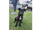 Adopt Ziggy a Black - with White Boxer / Husky dog in Peoria, IL (40954733)