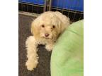 Adopt Bitbit a White Poodle (Miniature) / Shih Tzu dog in Garland, TX (41381980)