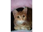 Adopt Lola a Orange or Red Tabby Domestic Shorthair (short coat) cat in
