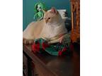 Adopt Thor a Orange or Red American Shorthair / Mixed (short coat) cat in
