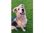 Adopt Six a Golden Retriever / Shepherd (Unknown Type) dog in Bonita