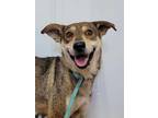 Adopt Capri a Red/Golden/Orange/Chestnut Husky / Labrador Retriever dog in