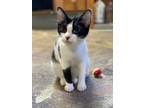 Adopt Jingle a Black & White or Tuxedo Domestic Shorthair / Mixed (short coat)