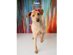 Adopt Emma a Tan/Yellow/Fawn Labrador Retriever / Australian Cattle Dog dog in