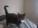Adopt Marceline a Black & White or Tuxedo American Shorthair / Mixed (short