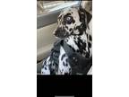 Adopt Kruella-Location-Hayward, CA a White - with Black Dalmatian / Mixed dog in