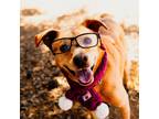 Adopt Benji a Tan/Yellow/Fawn Carolina Dog / Labrador Retriever dog in
