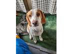 Adopt Gilbert a Red/Golden/Orange/Chestnut - with White Beagle / Mixed dog in