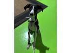 Adopt Cosmo a Black - with White Italian Greyhound / Saluki / Mixed dog in Bend