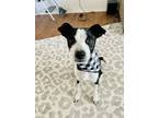 Adopt Stormy a Black - with White Labrador Retriever / Australian Shepherd /