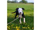 Adopt Eggy a Black - with White Australian Shepherd / Collie dog in Pulaski