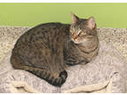 Adopt Marigold a Brown Tabby Domestic Shorthair / Mixed Breed (Medium) / Mixed