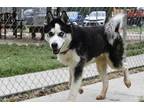 Adopt Ringo a Black Husky / Mixed Breed (Medium) / Mixed (short coat) dog in
