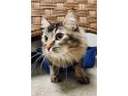 Adopt Leo a Brown Tabby Domestic Mediumhair / Mixed Breed (Medium) / Mixed