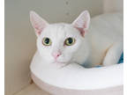 Adopt Caspar a White Domestic Shorthair / Mixed Breed (Medium) / Mixed (short