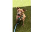 Adopt Carmel a Brown/Chocolate American Pit Bull Terrier / Mixed Breed (Medium)