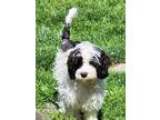Adopt MANNY a Black - with White Cavapoo / Mixed dog in Wooster, OH (41381613)