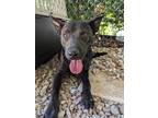 Adopt Rocco Taco a Black - with White Catahoula Leopard Dog / Pit Bull Terrier /