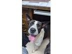 Adopt Sock Monkey a White - with Black Catahoula Leopard Dog / Pit Bull Terrier