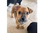 Adopt Keebler a Dachshund / Mixed dog in Weston, FL (41245306)