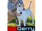 Adopt Gerry a White - with Gray or Silver Husky / Labrador Retriever dog in