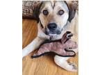 Adopt Teay a Brown/Chocolate - with Black Labrador Retriever / Beagle dog in