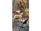 Adopt Rosalia a Tan/Yellow/Fawn Labrador Retriever / Mixed dog in